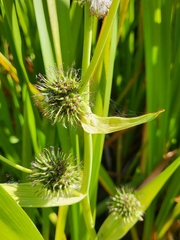 Sparganium eurycarpum