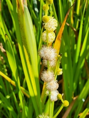 Sparganium eurycarpum