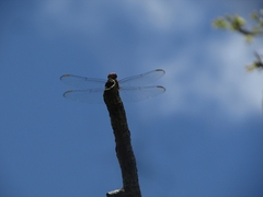 Libelluloidea