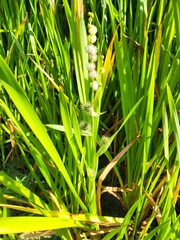 Sparganium eurycarpum