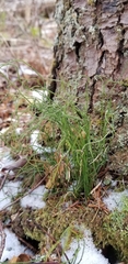 Equisetum scirpoides image