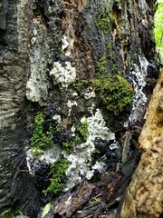 Kretzschmaria hedjaroudei