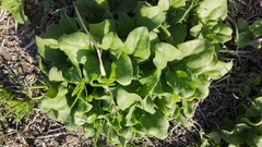 Mesembryanthemum crystallinum