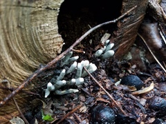 Xylaria corniformis