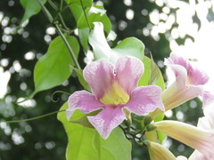 Bignonia potosina