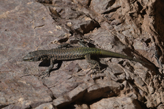 Scelarcis perspicillata