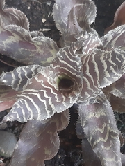 Cryptanthus