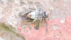 Macrodactylus