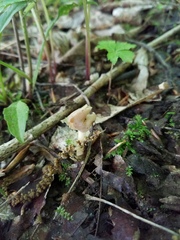 Helvella macropus