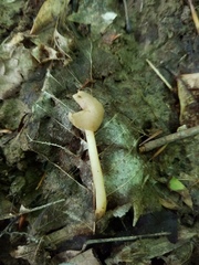 Helvella macropus