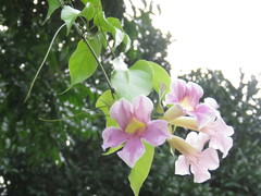 Bignonia potosina