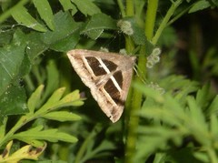 Grammodes bifasciata