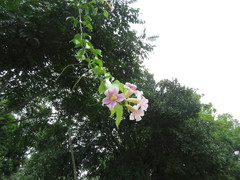 Bignonia potosina