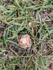 Lysurus periphragmoides