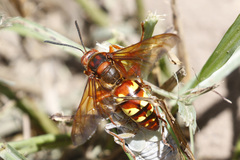 Sphecius convallis