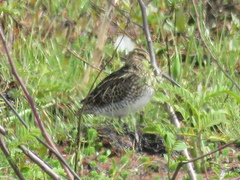Gallinago paraguaiae