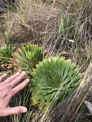 Paepalanthus