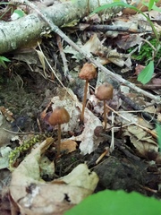 Entoloma olivaceomarginatum