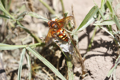 Sphecius convallis