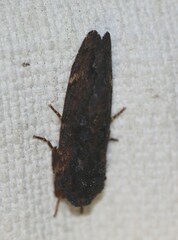 Sorama bicolor