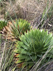 Paepalanthus