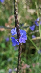 Stachytarpheta jamaicensis