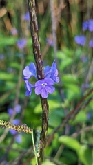 Stachytarpheta jamaicensis