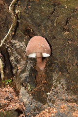 Amanita brunneolocularis