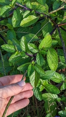 Stachytarpheta jamaicensis