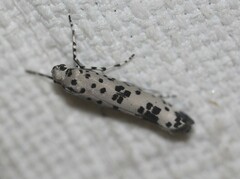 Yponomeuta pustulellus