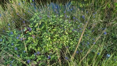 Stachytarpheta jamaicensis