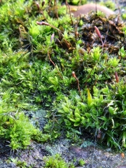 Tortula muralis muralis