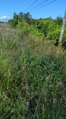 Stachytarpheta jamaicensis