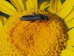 Oedemera virescens