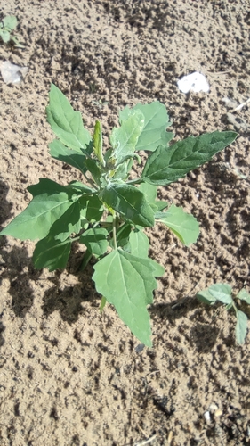 Common Lambsquarters