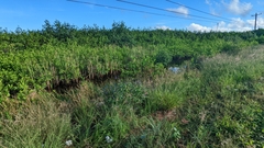 Stachytarpheta jamaicensis