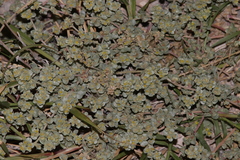 Tidestromia lanuginosa