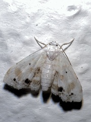 Holocryptis