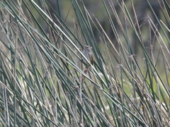 Limnoctites sulphuriferus