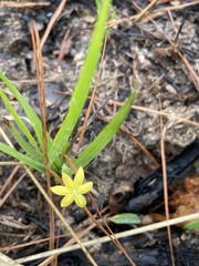 Hypoxis curtissii