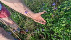 Stachytarpheta jamaicensis