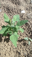 Chenopodium album