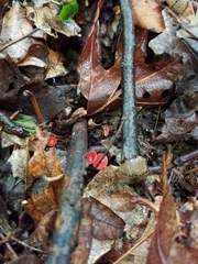 Sarcoscypha occidentalis