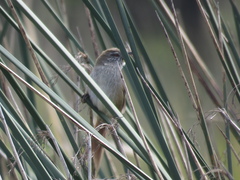 Limnoctites sulphuriferus