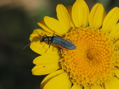 Oedemera virescens