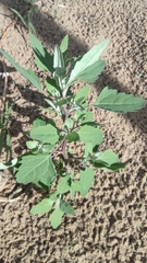 Chenopodium album