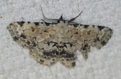 Sandava scitisignata