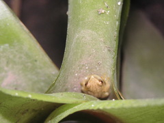 Dendropsophus nanus