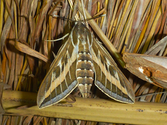 Hyles livornica