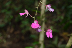 Comparettia falcata